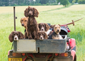 domestic dog english springer spaniel Trending Item 4