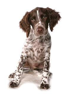Dog Prints: Domestic Dog, English Springer Spaniel, puppy, sitting