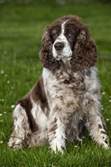 Domestic Dog, English Springer Spaniel, elderly adult, sitting on grass, England, july