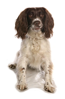 Domestic Dog, English Springer Spaniel, liver and white adult female, sitting