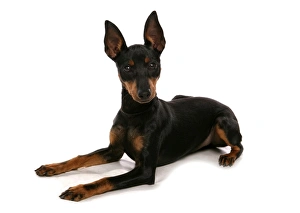 Terrier Prints: Domestic Dog, English Toy Terrier, adult, laying