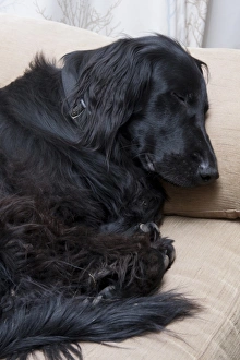 Sleeping Prints: Domestic Dog, Falt-coated Retriever, adult, sleeping on sofa, England, December