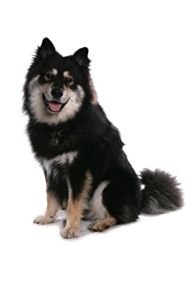 Finnish Prints: Domestic Dog, Finnish Lapphund, adult female, sitting