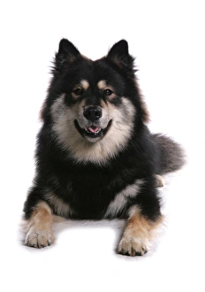 Domestic Dog, Finnish Lapphund, adult female, laying