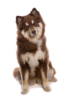 Sitting Prints: Domestic Dog, Finnish Lapphund, adult, sitting