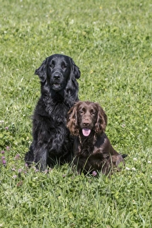 Domestic Dog, Flat-coated Retriever, adult female, four years old, and Working Cocker Spaniel, juvenile female