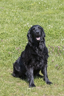 Domestic Dog, Flat-coated Retriever, adult female, four years old, sitting in meadow, Suffolk, England, May