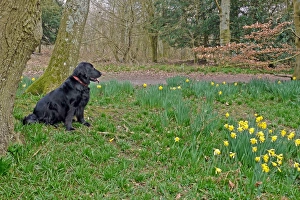 Daffodil Prints: Domestic Dog, Flat-coated Retriever