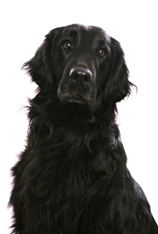 Flatcoat Prints: Domestic Dog, Flat-coated Retriever, adult, close-up of head and chest