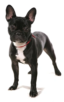 Collar Prints: Domestic Dog, French Bulldog, adult, standing, with collar