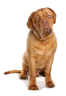Domestic Dog, French Mastiff (Dogue de Bordeaux), adult male, sitting