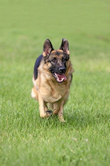Domestic Dog, German Shepherd Dog, adult, running on grass, Germany