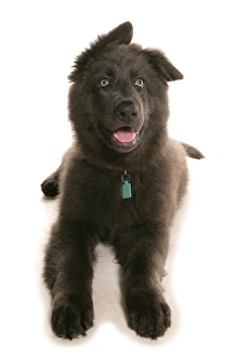 Grey Prints: Domestic Dog, German Shepherd Dog, puppy, laying, panting