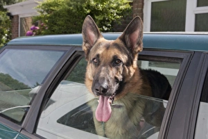 Cars Prints: Domestic Dog, German Shepherd Dog