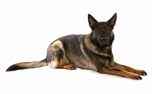 Cut Outs Prints: Domestic Dog, German Shepherd Dog, adult, laying