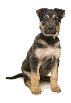 Cute Prints: Domestic Dog, German Shepherd Dog, puppy, sitting