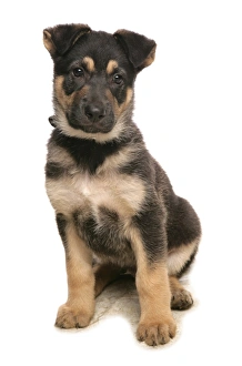Alsatian Prints: Domestic Dog, German Shepherd Dog, puppy, sitting