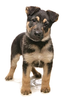 Dog Prints: Domestic Dog, German Shepherd Dog, puppy, standing