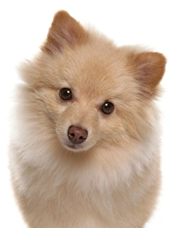 Dog Prints: Domestic Dog, German Spitz, adult, close-up of head