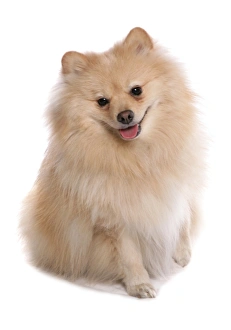 Dog Prints: Domestic Dog, German Spitz, adult, sitting