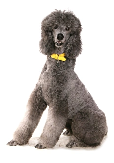 Dog Prints: Domestic Dog, Giant Poodle, adult, sitting, with collar and tag