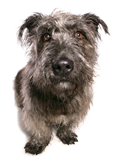 Irish Breed Prints: Domestic Dog, Glen of Imaal Terrier, adult, sitting