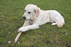Golden Prints: Domestic Dog, Golden Retriever, puppy, chewing stick in parkland, England, february