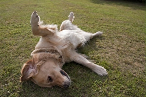 Submissive Prints: Domestic Dog, Golden Retriever