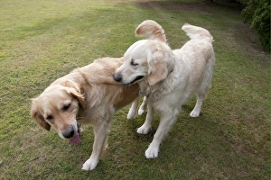 Interacting Prints: Domestic Dog, Golden Retriever