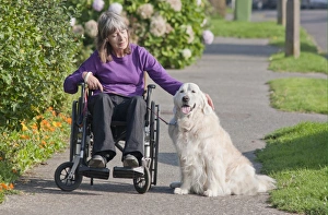 Golden Prints: Domestic Dog, Golden Retriever