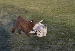 Domestic Dog, Golden Retriever, puppy, rolling over and playing with Poodle in parkland, England, february