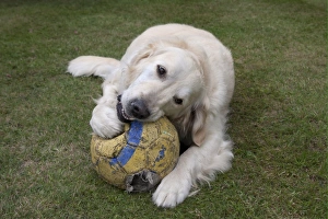 Domestic Dog, Golden Retriever, adult female, chewing football, laying on garden lawn, England, august