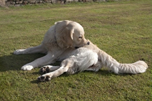 Domestic Dog, Golden Retriever, adult female, biting itch, laying on garden lawn, England, august