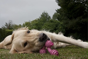 Domestic Dog, Golden Retriever, adult female, chewing toy, laying on garden lawn, England, august