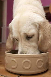 Domestic Dog, Golden Retriever, puppy, feeding from ceramic bowl, England