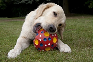 Domestic Dog, Golden Retriever, adult female, chewing ball, laying on garden lawn, England, august