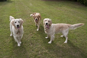 Domestic Dog, Golden Retriever, three adult females, panting, standing on garden lawn, England, august
