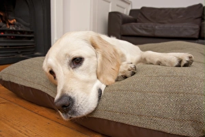 Domestic Dog, Golden Retriever, puppy, resting on cushion beside fireplace, England