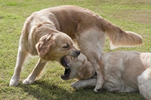 Domestic Dog, Golden Retriever, two adult females, dominance interaction, playfighting on garden lawn, England, august