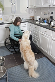 Domestic Dog, Golden Retriever, adult, in kitchen with disabled owner confined to wheelchair, England