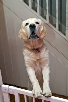 Golden Prints: Domestic Dog, Golden Retriever