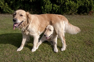 Domestic Dog, Golden Retriever, two adult females, dominance interaction, one standing over other on garden lawn