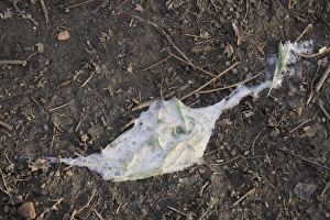 Floor Prints: Domestic Dog, grass chewed and regurgitated with mucus