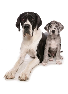 Dog Prints: Domestic Dog, Great Dane, adult and puppy