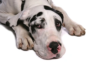 Mastiffs Prints: Domestic Dog, Great Dane, harlequin adult female, with collar, close-up of head, laying