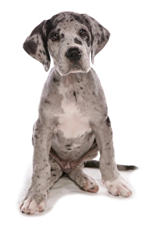 Cute Prints: Domestic Dog, Great Dane, puppy, sitting
