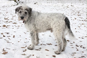 Domestic Dog, Greek Mountain Dog, elderly adult, standing in snow, England, december