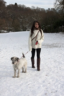 Domestic Dog, Greek Mountain Dog, elderly adult, being walked on extendable lead by young woman owner in snow, Surrey