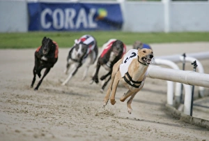 Trending: Domestic Dog, Greyhound, adults, racing at track, England, july