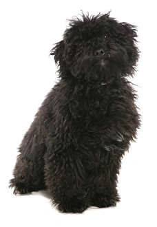 Hungarian Prints: Domestic Dog, Hungarian Puli, puppy, sitting